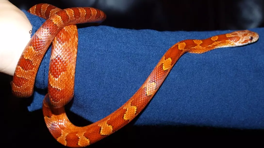 What is the biggest trouble with corn snakes?