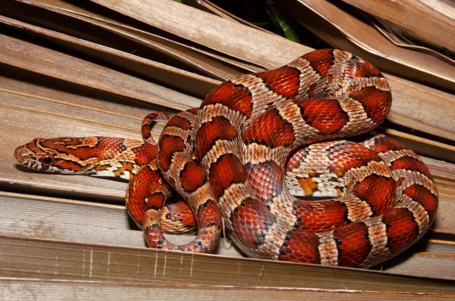 corn snake problems corn snake problems