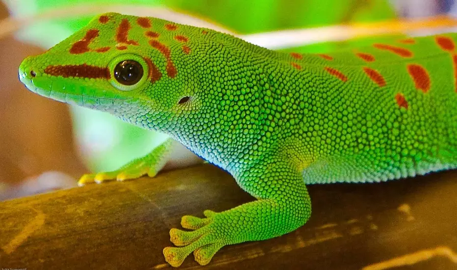 Phelsuma grandis breeding