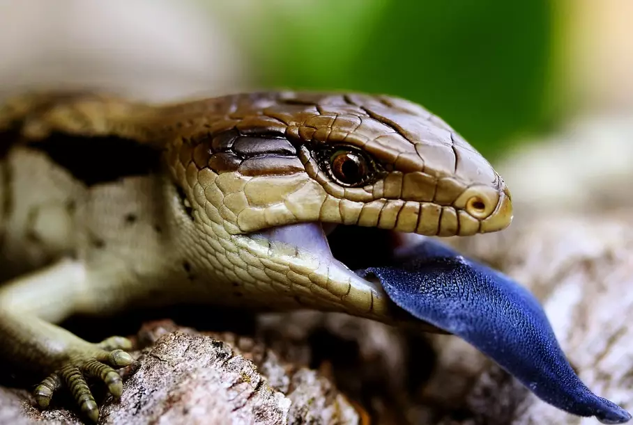 are blue tongue skinks venomous