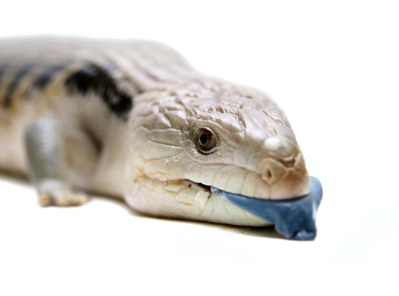 are blue tongue skinks venomous