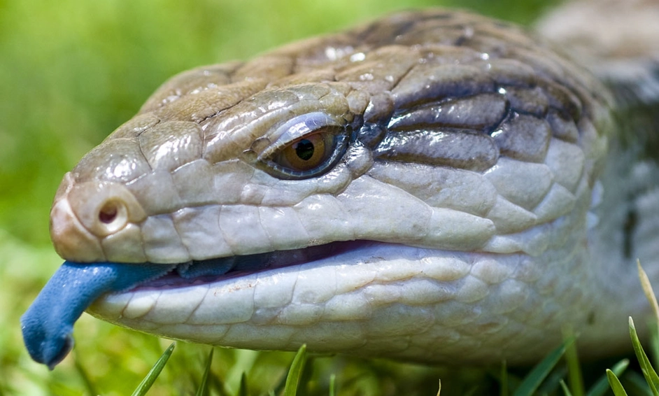 blue tongue skink bite