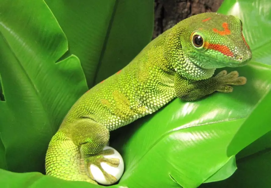 Phelsuma grandis breeding