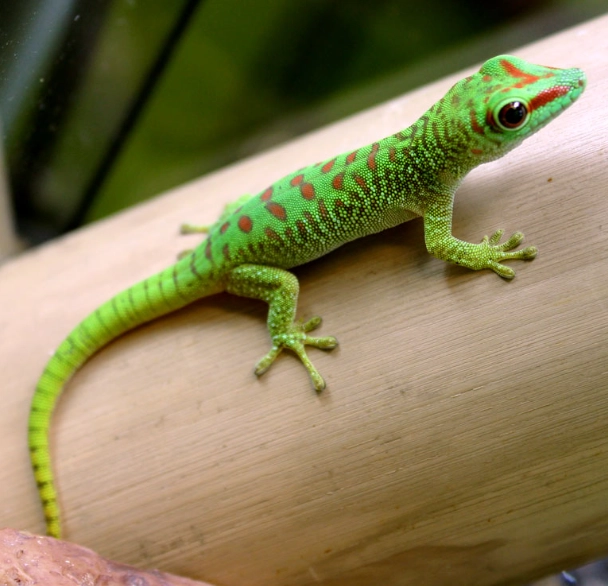 Madagascar giant day gecko care