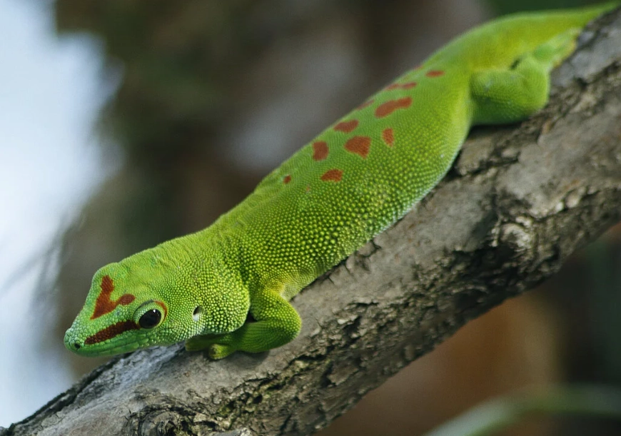 giant day gecko habitat setup