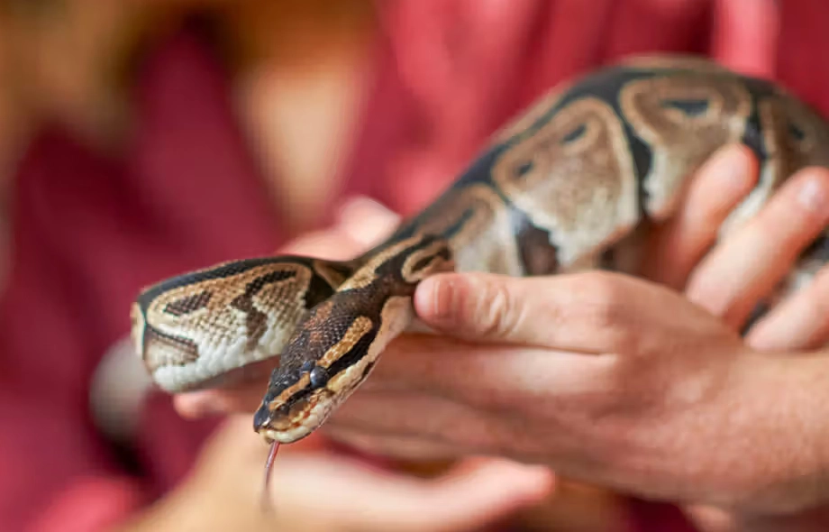 ball python bite