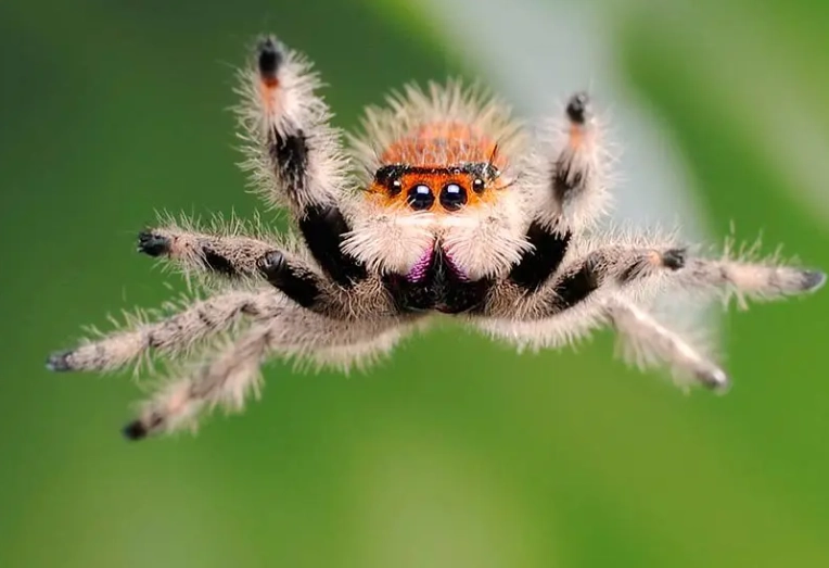 do jumping spiders jump do jumping spiders jump