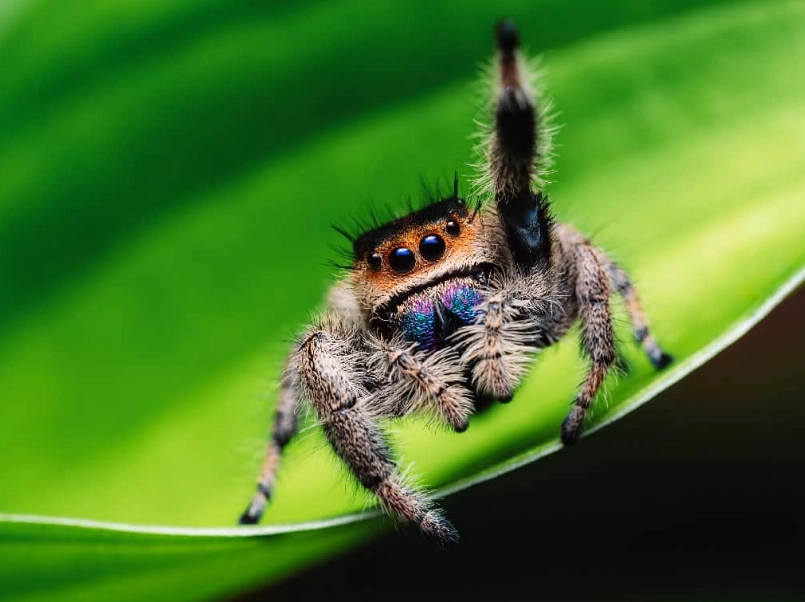 jumping spider behavior jumping spider behavior