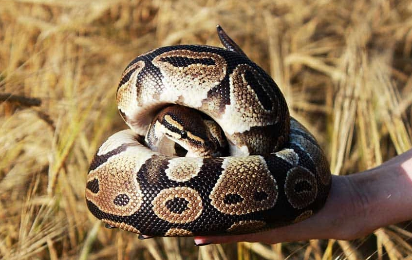 ball python bite treatment