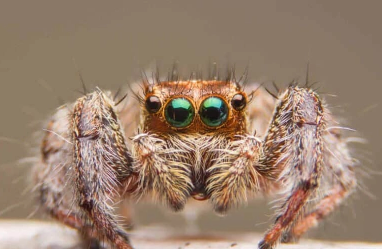 do jumping spiders jump do jumping spiders jump