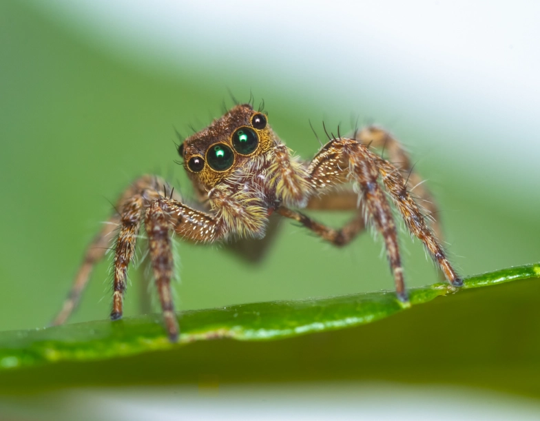 jumping spider jump jumping spider jump