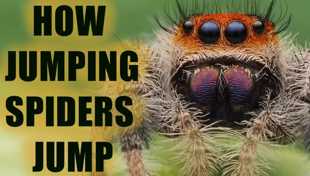 Do jumping spiders jump