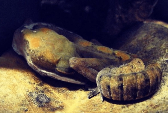 cat gecko sleep cycle