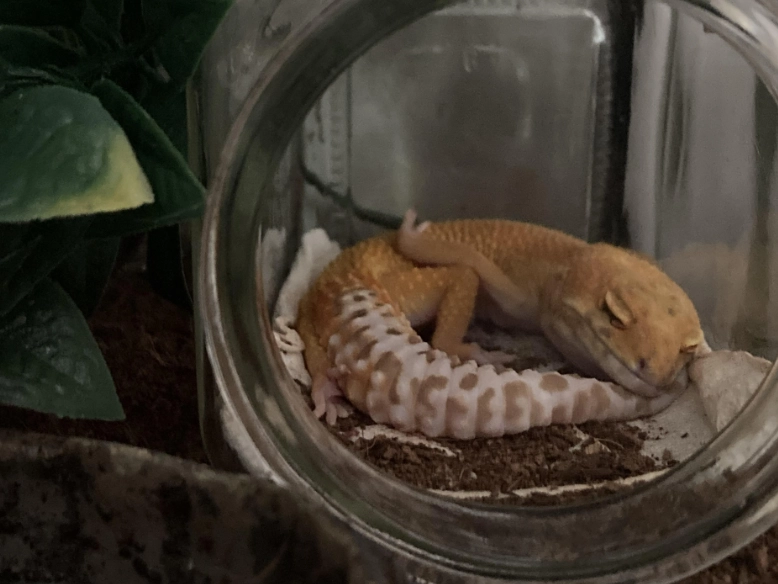 cat gecko sleeping habits