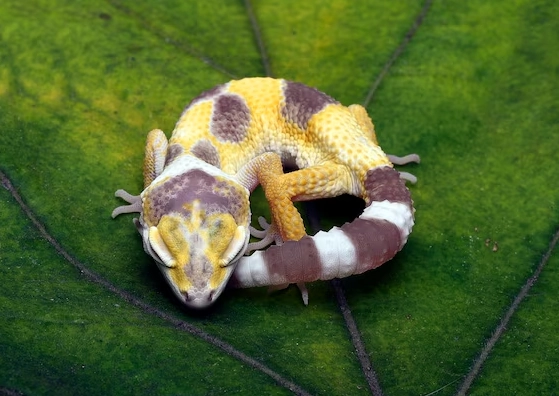 cat gecko sleep cycle