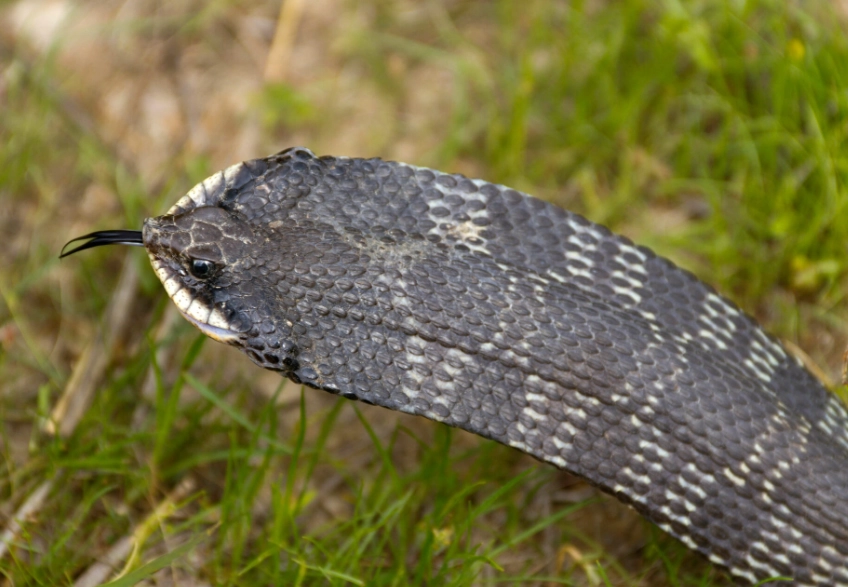 are hognose snakes aggressive