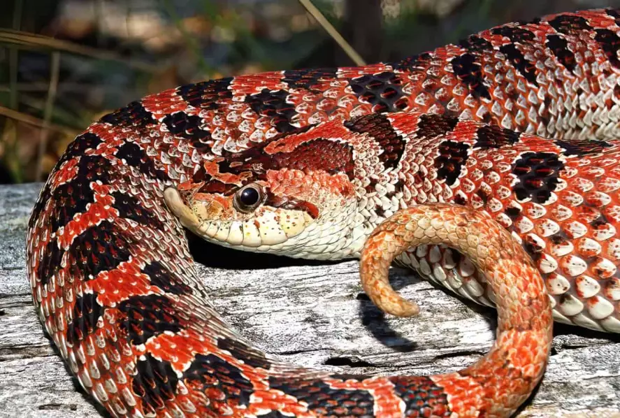 are hognose snakes aggressive