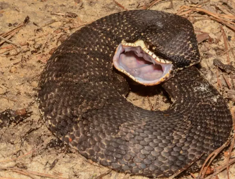 hognose snake behavior
