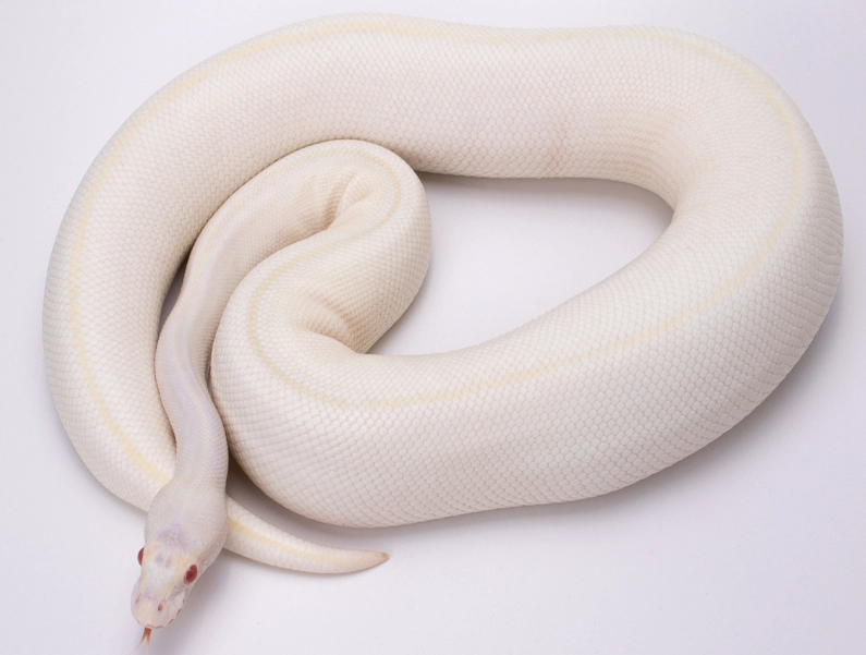 reptile care