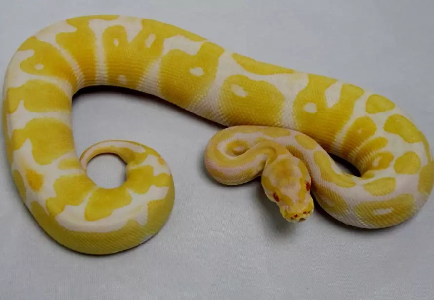 albino ball python