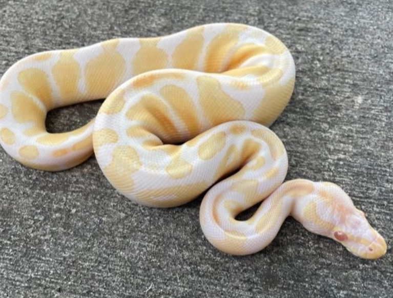 ball python morphs