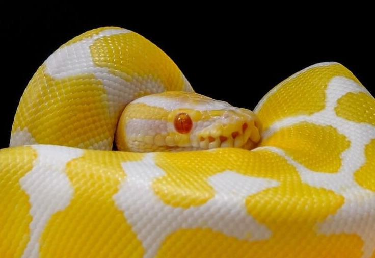 albino ball python