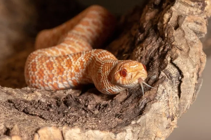 hognose snake bluffing