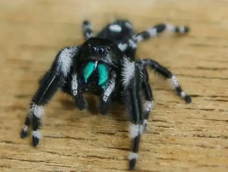jumping spider venom jumping spider venom