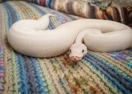 ball python setup ball python setup