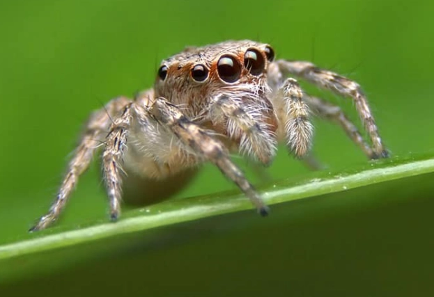 jumping spider bite jumping spider bite
