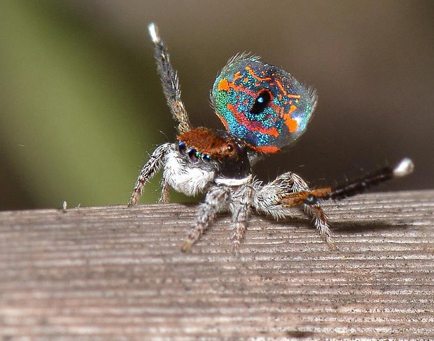 are jumping spiders poisonous are jumping spiders poisonous