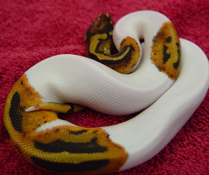 ball python setup ball python setup