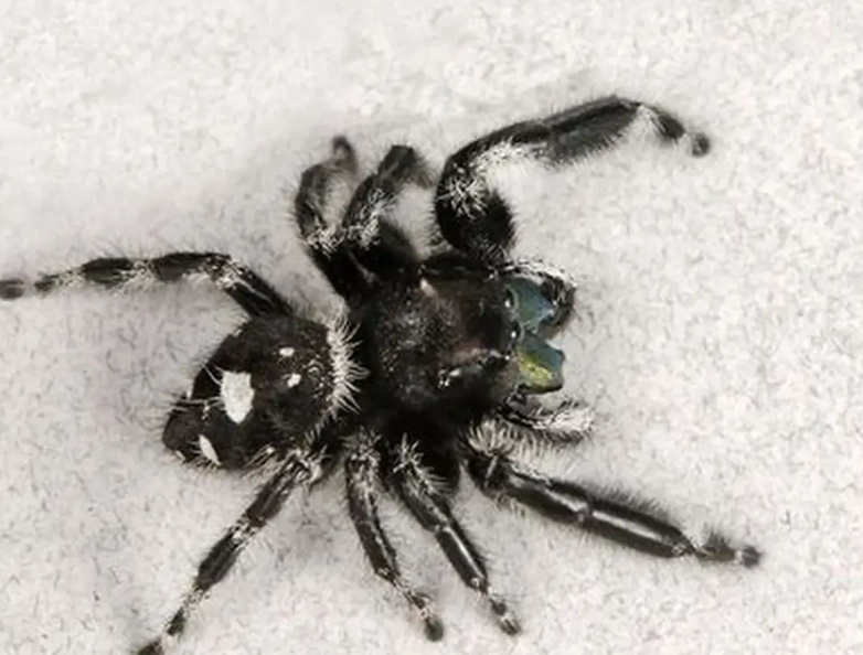 jumping spider bite jumping spider bite