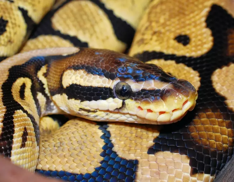Ball python pet