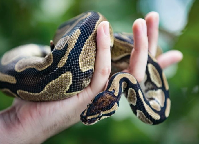 ball python care ball python care