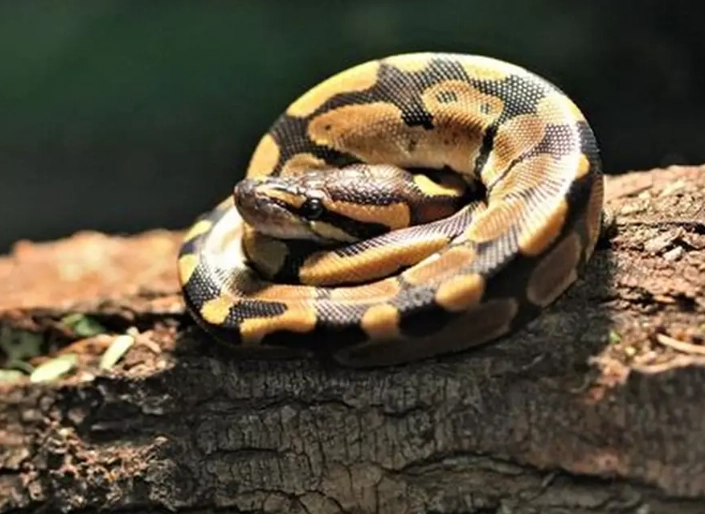 ball python feeding ball python feeding