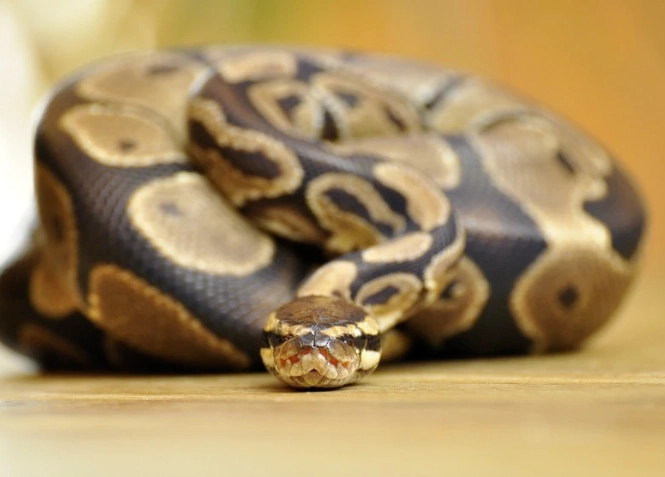 ball python feeding ball python feeding