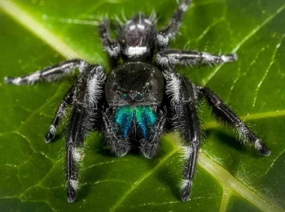 jumping spider venom jumping spider venom
