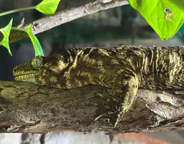 reptile feeding schedule