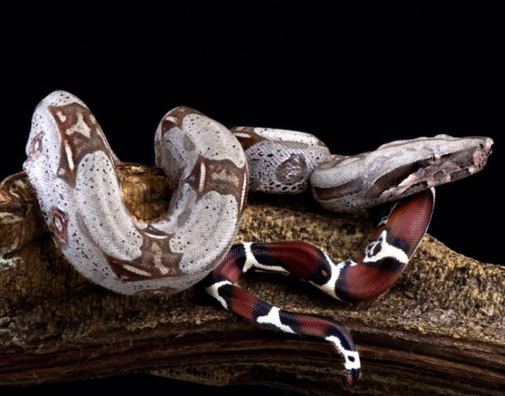 are red tailed boas venomous