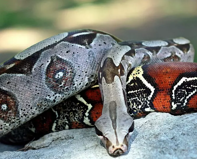 are red tailed boas venomous