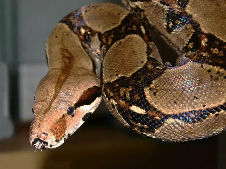 red tailed boa constrictor pet