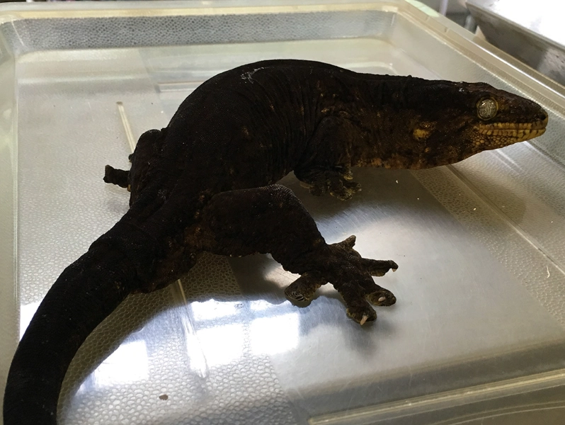 reptile feeding schedule