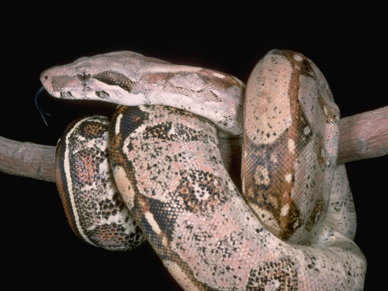red tailed boa bite