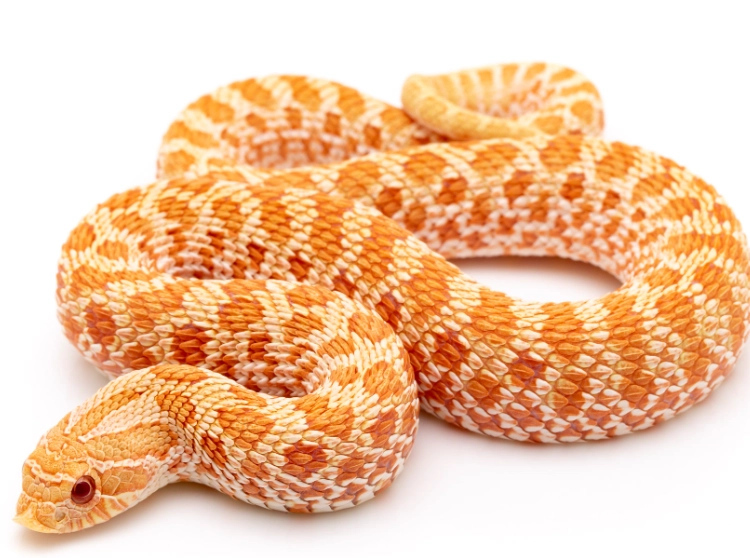 Albino Hognose Snake