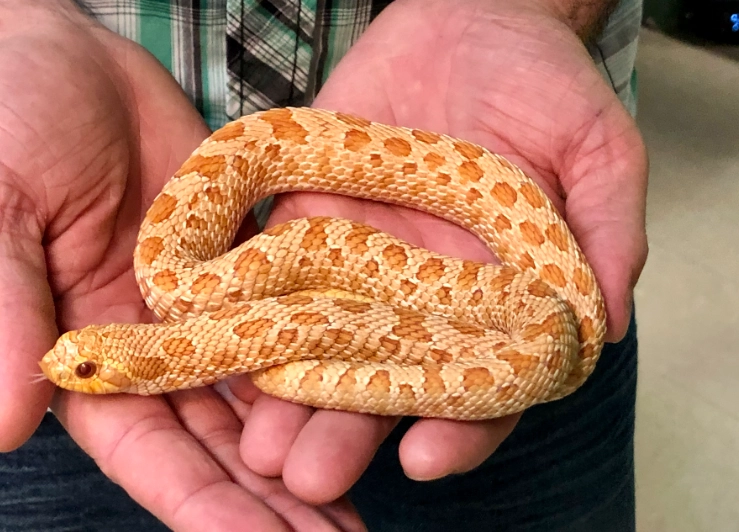 Albino Western Hognose