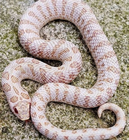 Albino Hognose Snake