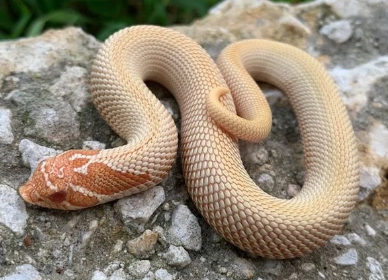 Hognose Snake Care