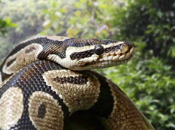 ball python care