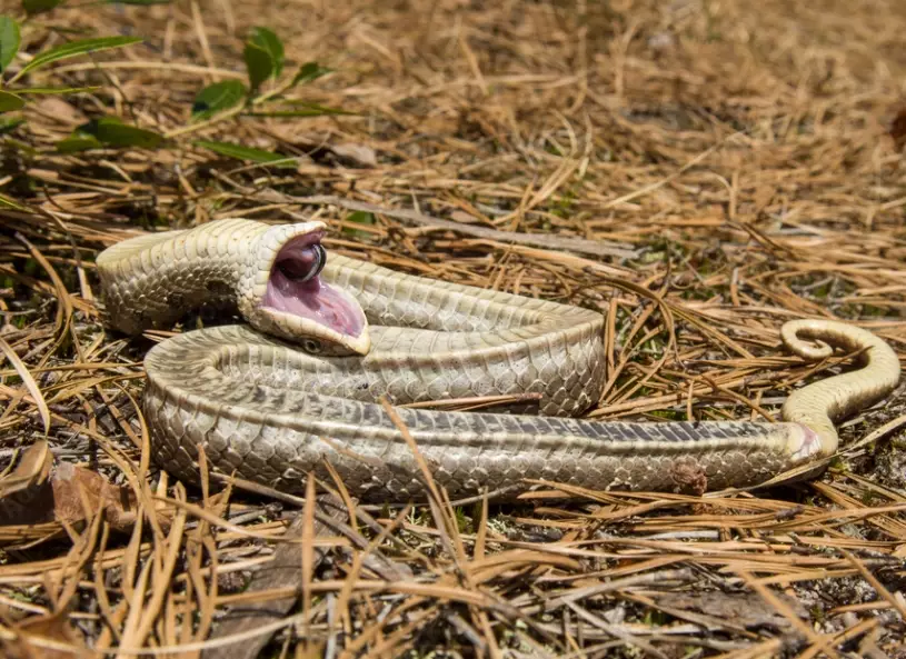 hognose snake behavior hognose snake behavior